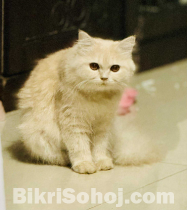 Traditional Persian Female
